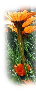 photo of gazanias