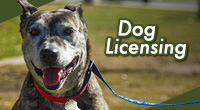 Get a license for a new pet or renew one for your current pet.