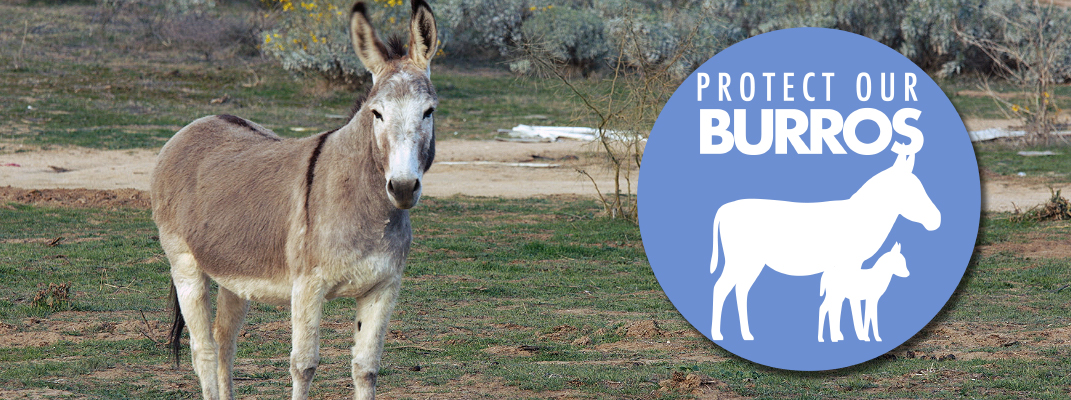Wild burro in Moreno Valley and Protect Our Burros logo.